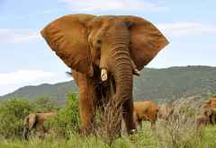 Elefant im Samburu Game Reserve &copy; Foto: Svenja Penzel | Outback Africa