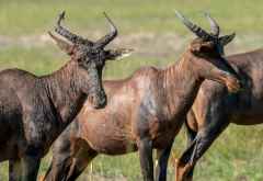 Topi-Antilopen im Okavango-Delta &copy; Foto: Marco Penzel | Outback Africa