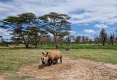 Breitmaulnashorn und Wasserbock im Solio Schutzgebiet © Foto: Jacqueline Korb | Outback Africa Erlebnisreisen