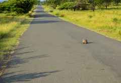 Rush Hour in Mkuzi &copy; Foto: Doreen Schütze | Outback Africa