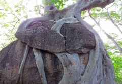 Von Baumwurzeln gesprengter Felsen, Mumbo Island &copy; Foto: Susanne Schlesinger | Outback Africa