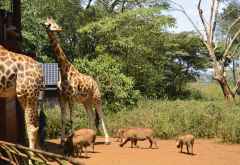 Giraffe Centre Nairobi,  Rothschildgiraffen und Warzenschweine &copy; Foto: Susanne Schlesinger | Outback Africa