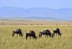 Massai Mara, Grasende Gnus &copy; Foto: Susanne Schlesinger | Outback Africa