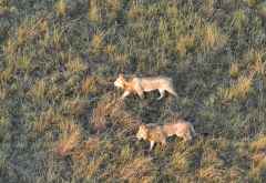 Junge Löwen in der Massai Mara, vom Ballon aus gesehen &copy; Foto: Susanne Schlesinger | Outback Africa