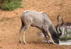 Kudu am Wasserloch der Victoria Falls Safari Lodge &copy; Foto: Susanne Schlesinger | Outback Africa