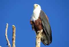 Schreiseeadler am Okavango &copy; Foto: Susanne Schlesinger | Outback Africa
