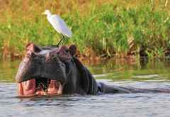 Flusspferd und Reiher im Liwonde-Nationalpark. &copy; Foto: Bernd Gerlach