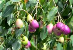 Waterberries am Ufer des Chobe  &copy; Foto: S.Schlesinger| Outback Africa