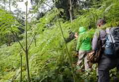 Gorilla-Tracking im Bwindi Nationalpark, Uganda &copy; Foto: Marco Penzel | Outback Africa