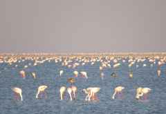 Flamingos im Bird Sanctuary Nata &copy; Foto: Susanne Schlesinger | Outback Africa