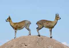 Klippspringer, Nordserengeti &copy; Foto: Judith Nasse | Outback Africa