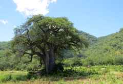 Baobab auf dem Weg nach Cape MacLear &copy; Foto: Susanne Schlesinger | Outback Africa