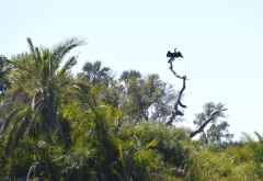 Schlangenhalsvogel, Pelo Camp, Okavango-Delta &copy; Foto: Ulrike Pârvu | Outback Africa