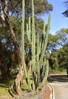 Säulenkakteen an der Auffahrt zum Karen Blixen Haus &copy; Foto: Susanne Schlesinger | Outback Africa