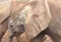 DSWT, Elefantenportrait &copy; Foto: Svenja Penzel | Outback Africa