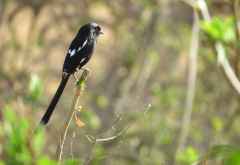 Fiskalwürger; Tarangire Nationalpark &copy; Foto: S. Schlesinger