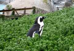 Pinguin in Simonstown &copy; Foto: Susanne Schlesinger | Outback Africa