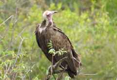 Kappengeier, Geierfütterung Victoria Falls Safari Lodge &copy; Foto: Susanne Schlesinger | Outback Africa