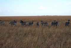 Zebras &copy; Foto: René Schmidt | Outback Africa Erlebnisreisen