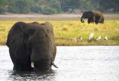 Elefanten am Chobe © Foto: Susanne Schlesinger | Outback Africa