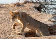 Löwin im North Luangwa Nationalpark &copy; Foto: Marco Penzel | Outback Africa