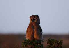 Blassuhu in der Massai Mara &copy; Foto: Judith Nasse | Outback Africa