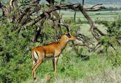 Lewa Conservancy, Impala &copy; Foto: Svenja Penzel | Outback Africa