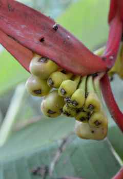 Meru View Lodge, Blumen im Garten &copy; Foto: S.Schlesinger | Outback Africa