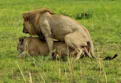 Löwen beim Liebesspiel, Katavi Nationalpark &copy; Foto: Marco Penzel | Outback Africa