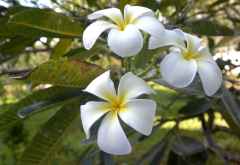 Temple Point Resort, Frangipani &copy; Foto: Susanne Schlesinger | Outback Africa