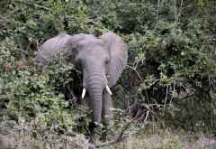 Elefant im Majete Wildreservat &copy; Foto: Svenja Penzel | Outback Africa