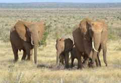 Tsavo Safari, Elefantenherde © Foto: Susanne Schlesinger | Outback Africa