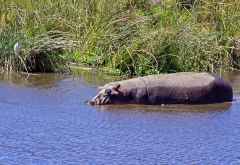 Hippos am Lake Magadi, Ngorongoro-Krater &copy; Foto: Judith Nasse | Outback Africa Erlebnisreisen