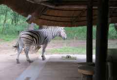 Zebra auf Besuch, Kuti Wildreservat &copy; Foto: Susanne Schlesinger | Outback Africa