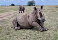Breitmaulnashörner in der Ol Pejeta Conservancy © Foto: Jacqueline Korb | Outback Africa Erlebnisreisen