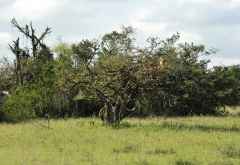 Löwen in einem Baum in Grumeti &copy; Foto: Marco Penzel | Outback Africa