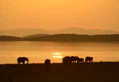 Lake Kariba, Elefanten am Flussufer &copy; Foto: Ulrike Pârvu | Outback Africa