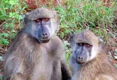 Paviane, Chobe Nationalpark &copy; Foto: S.Schlesinger| Outback Africa