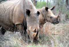 Nashörner im Royal Hlane Nationalpark, Swasiland. &copy; Foto: Hölblinger