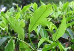 Teepflanze, Satemwa-Estate, Malawi &copy; Foto: Susanne Schlesinger | Outback Africa