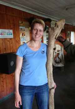Der Oberschenkelknochen einer Giraffe
