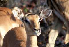 Impala, Krüger Nationalpark &copy; Foto: Doreen Schütze | Outback Africa