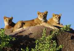 Löwen auf einer Kopje in der Serengeti &copy; Foto: Judith Nasse | Outback Africa