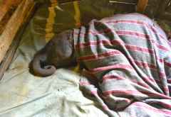 Kamok, Sheldrick Wildlife Trust &copy; Foto: Susanne Schlesinger | Outback Africa