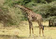 Giraffe im Lake Manyara Nationalpark &copy; Foto: S. Schlesinger