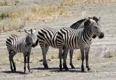 Zebras im Tarangire Nationalpark &copy; Foto: Ulrike Pârvu | Outback Africa Erlebnisreisen