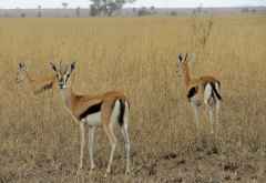 Thomson-Gazellen in der Serengeti &copy; Foto: S.Schlesinger