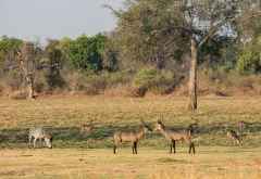 Wasserböcke, Zebras und Impalas beim Three Rivers Camp &copy; Foto: Marco Penzel | Outback Africa