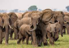 Elefanten in den Busanga Plains © Foto: Marco Penzel | Outback Africa