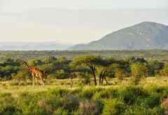 Samburu Game Reserve, Netzgiraffe &copy; Foto: Svenja Penzel | Outback Africa